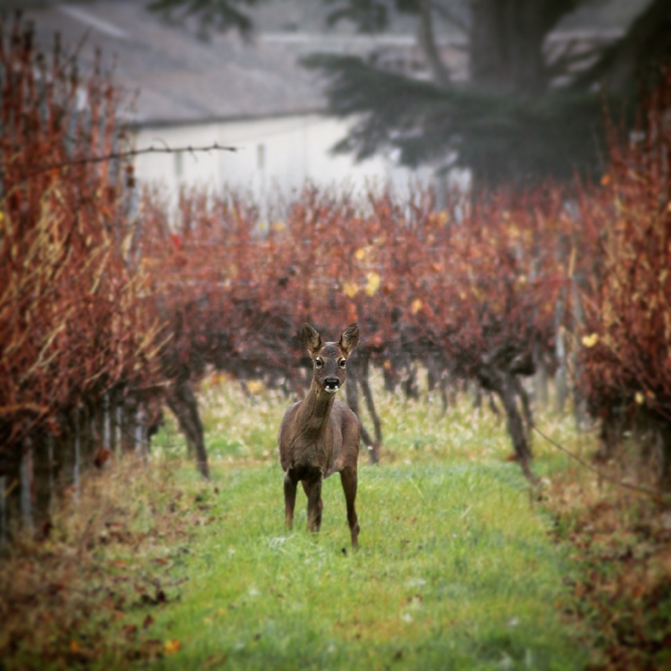 Un chevreuil en hiver