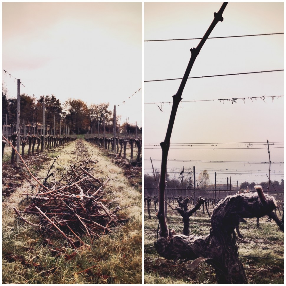 Les vignes en hiver