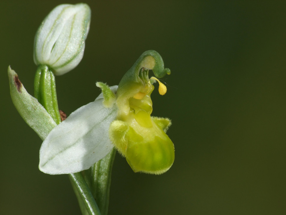 Ophrys apifera f. chlorantha