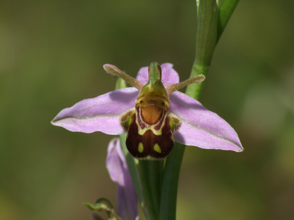Ophrys apifera var. aurita