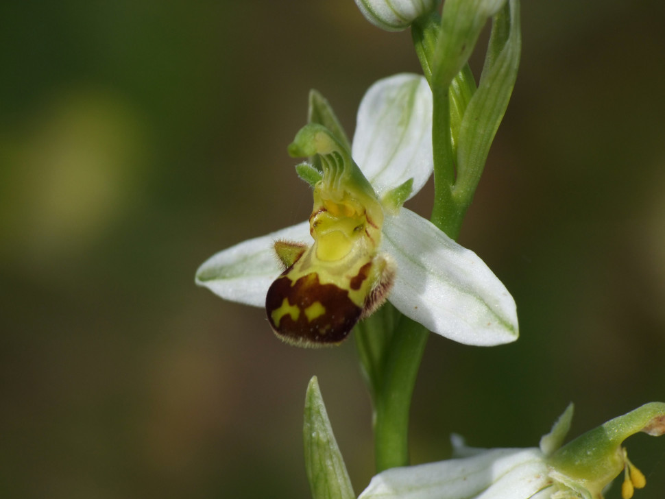 Ophrys apifera var. flavescens 2